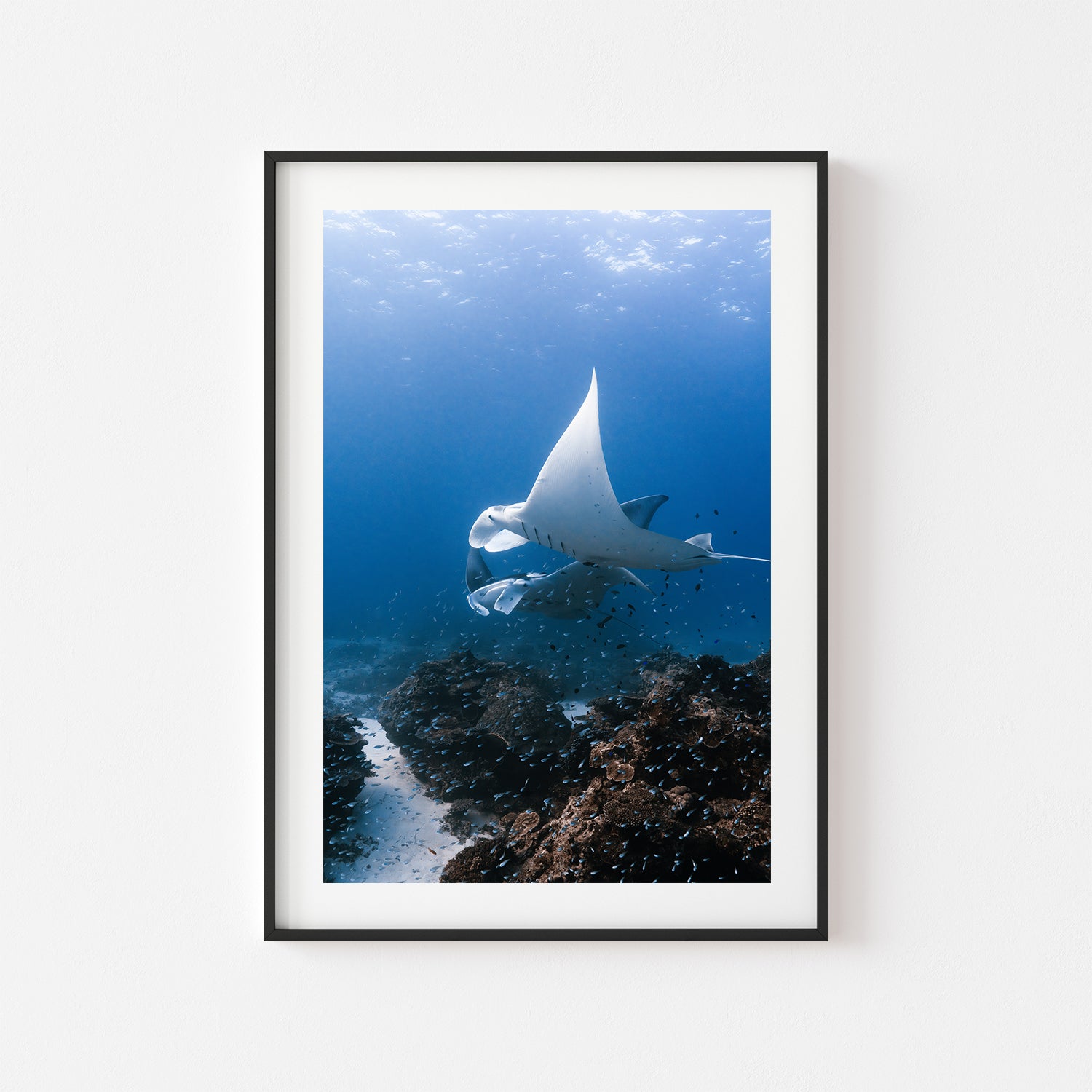 Manta rays swimming at Great Barrier Reef in black frame - marine life wall art