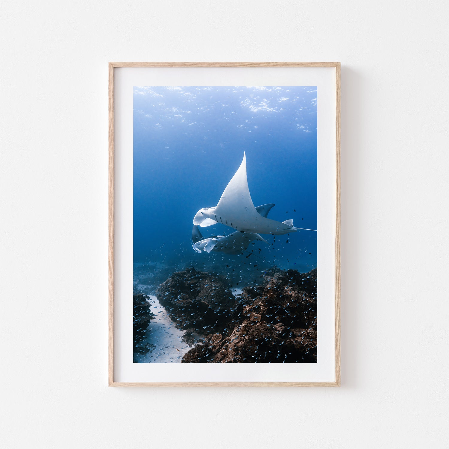 Great Barrier Reef manta rays swimming underwater - marine life print in oak frame