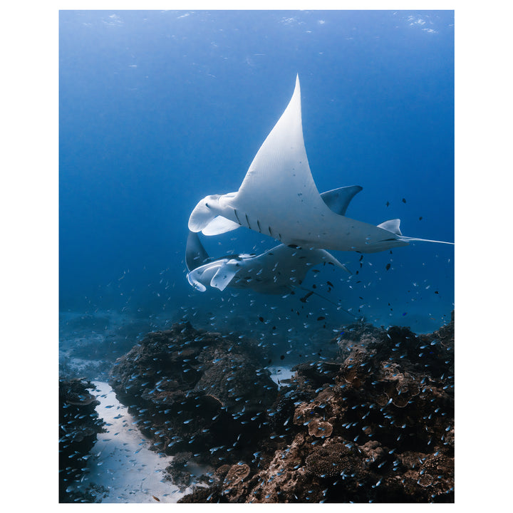 Manta Lovers Art Print