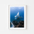 Manta rays swimming underwater at Great Barrier Reef - framed marine life wall art in