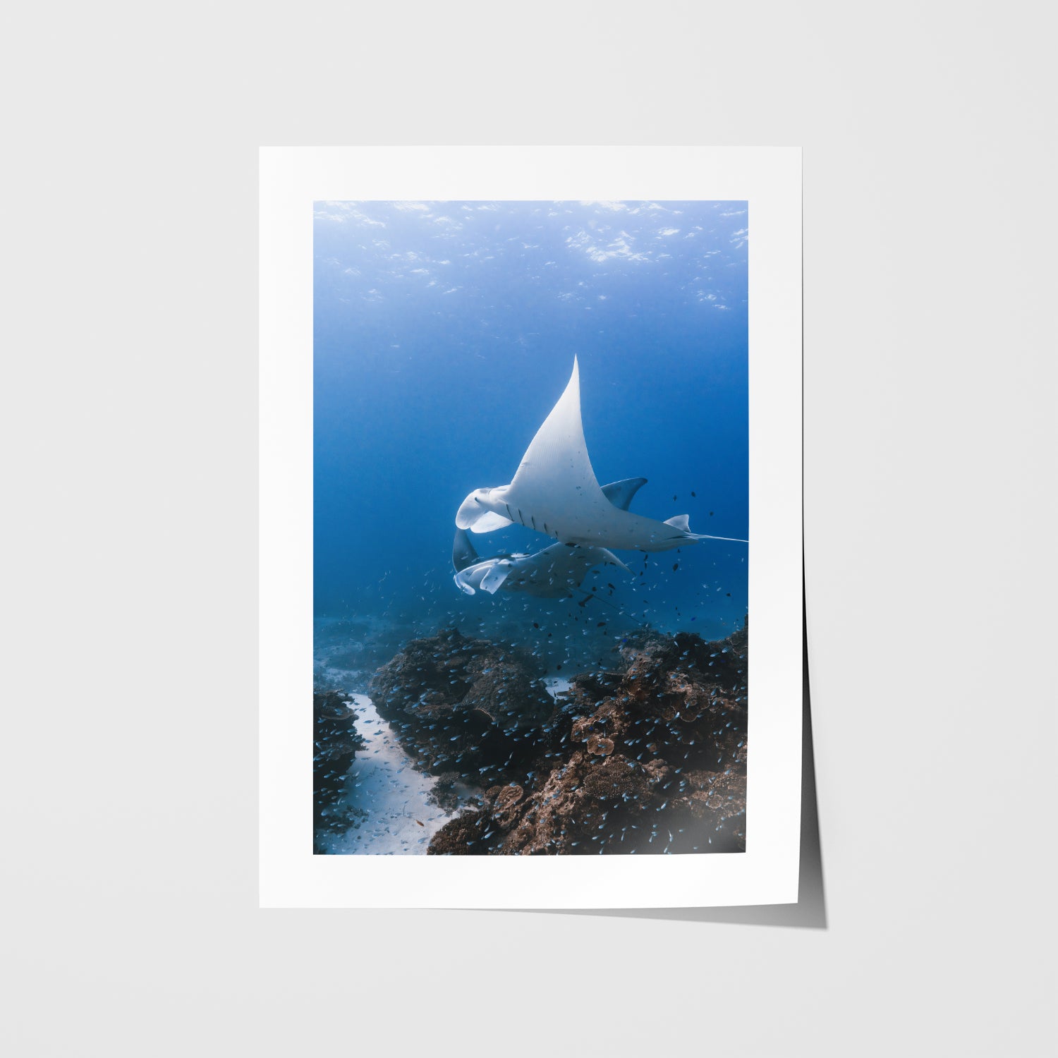 Great Barrier Reef manta rays swimming underwater in white frame - marine life wall art