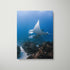 Manta rays swimming underwater in white frame - Great Barrier Reef marine life wall art