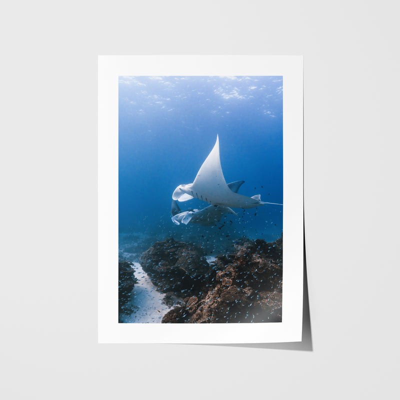 Manta Lovers Art Print
