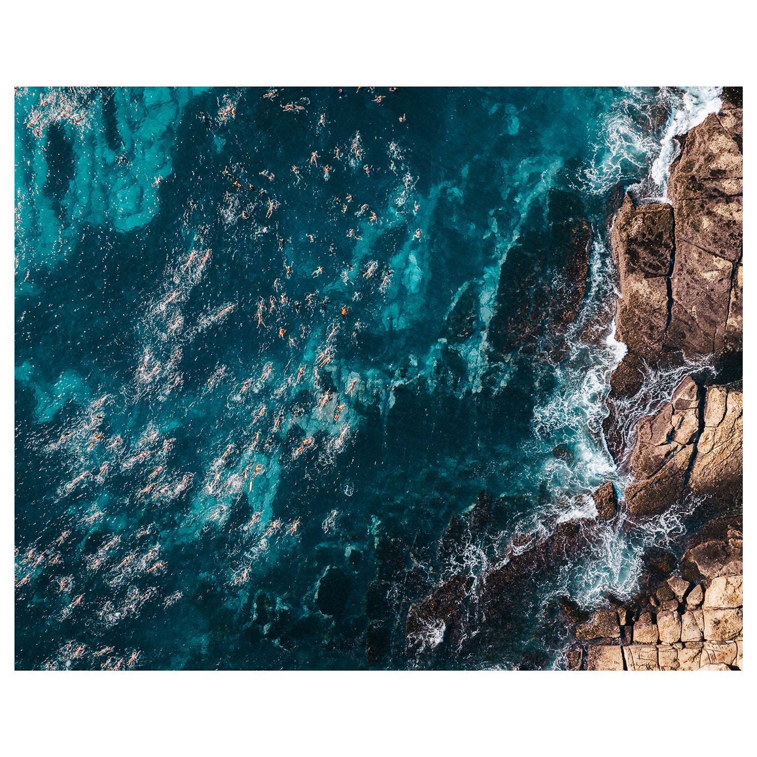 Ocean Swimmers Art Print