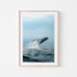 Black Breacher whale swimming underwater in white frame - coastal marine life wall art