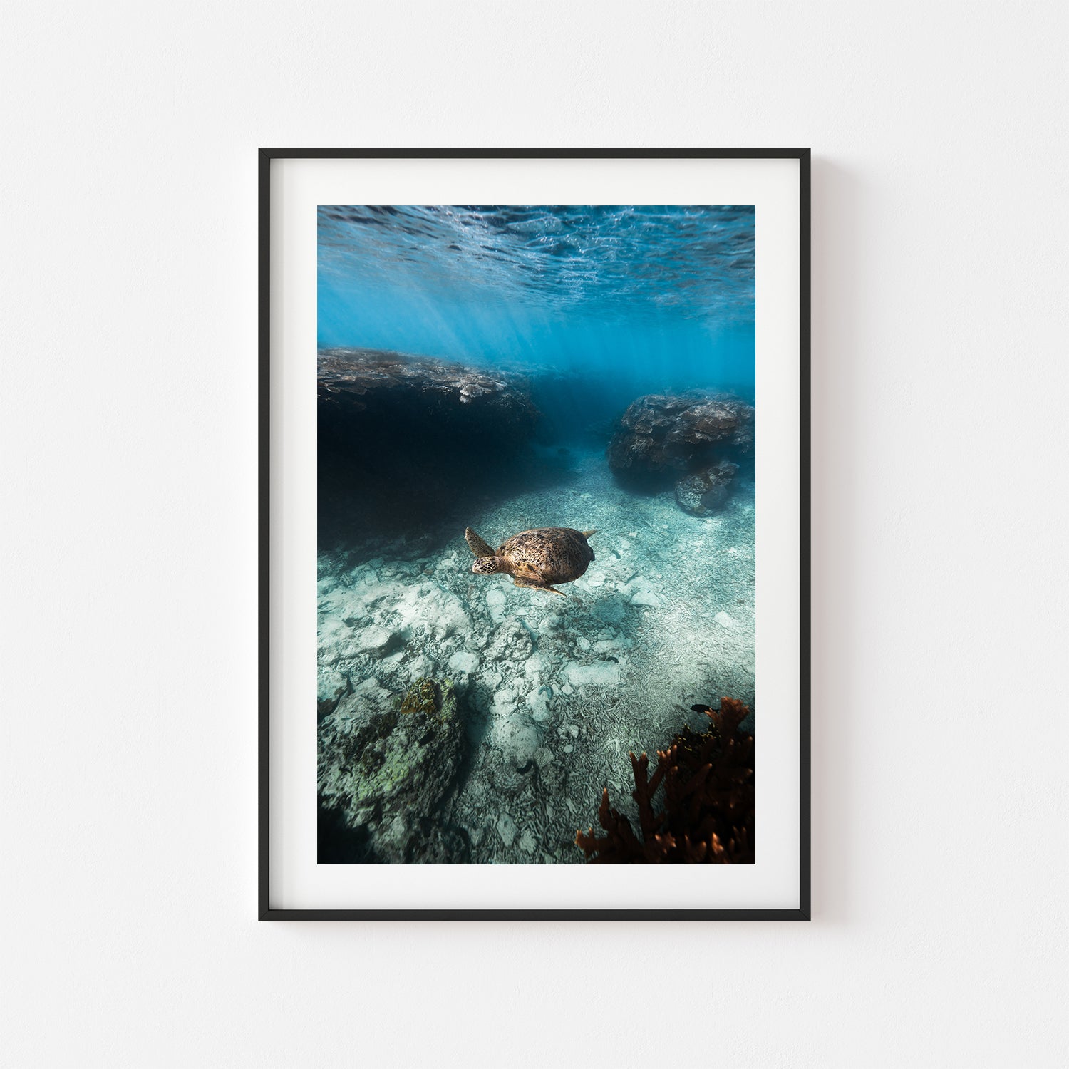 Great Barrier Reef underwater marine life - framed coastal photography wall art