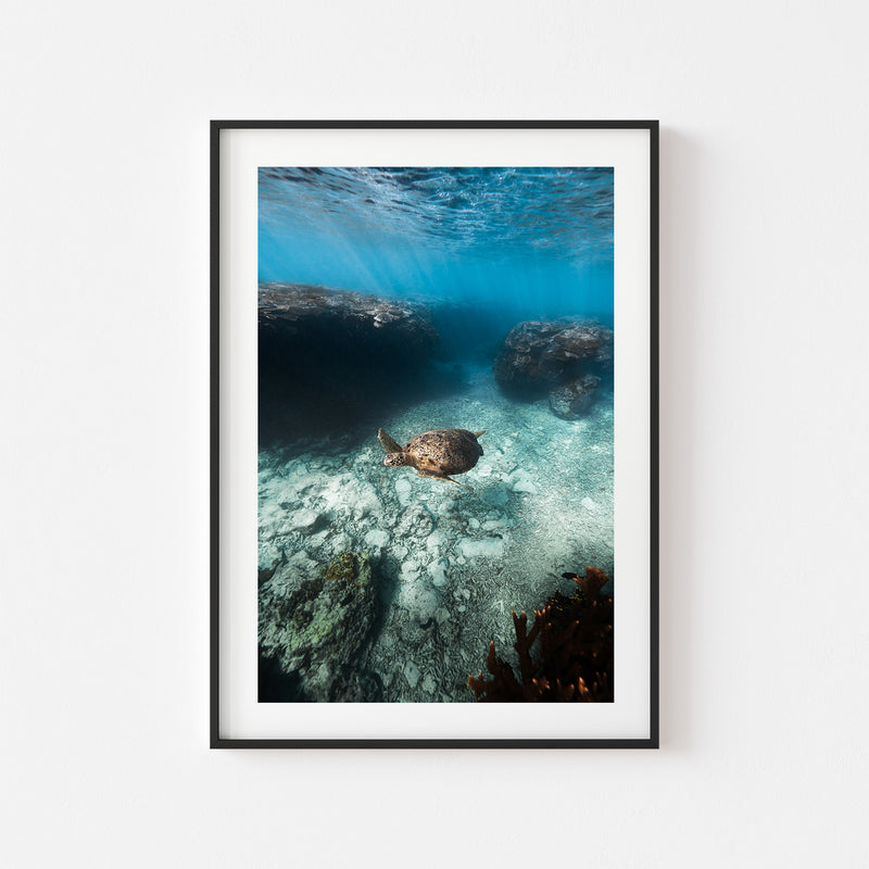 Reef Cruiser Art Print