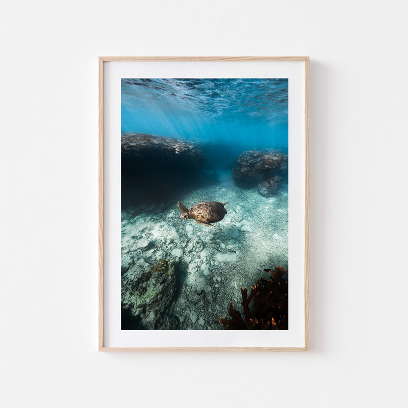 Reef Cruiser Art Print