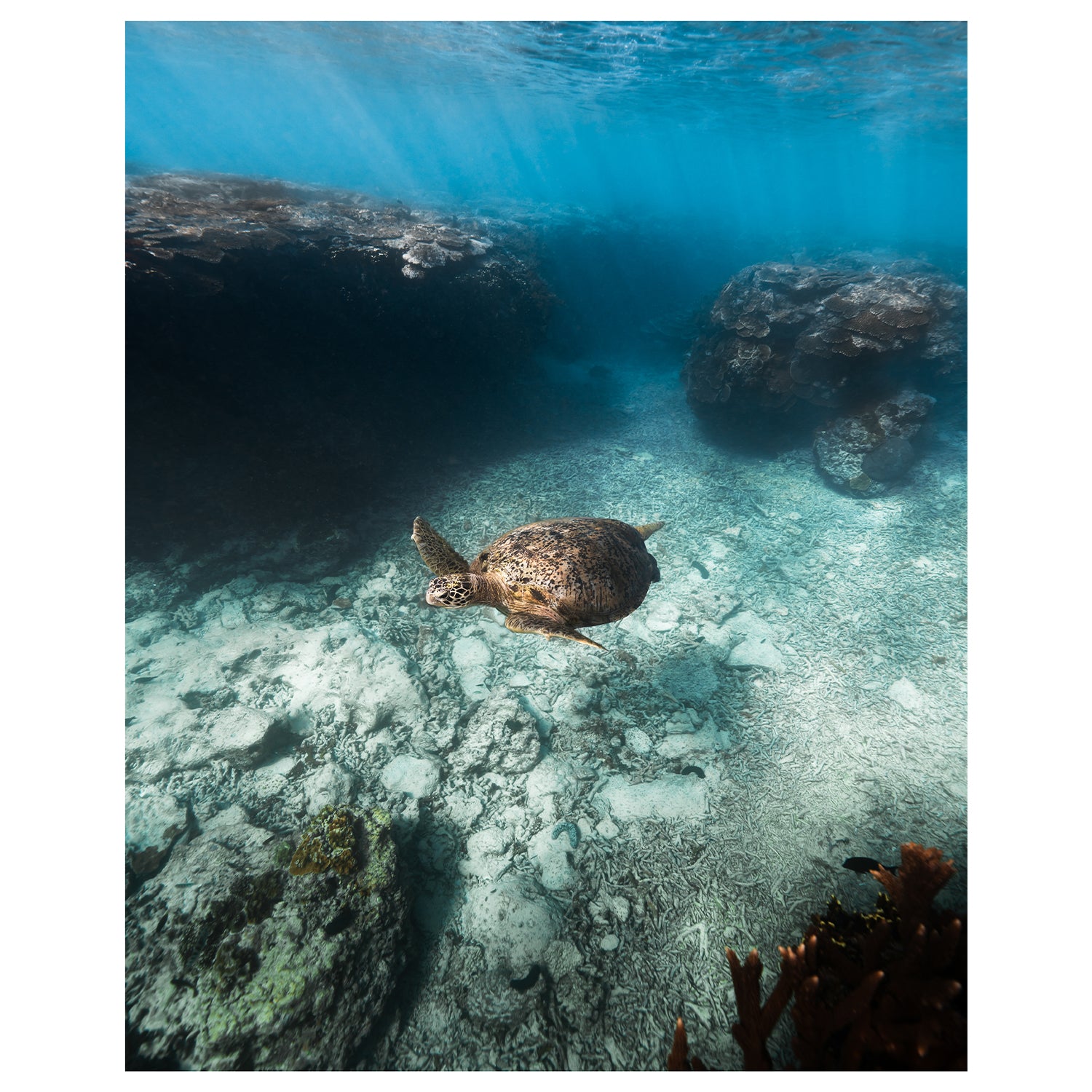 Great Barrier Reef marine life swimming underwater - coastal wall art print unframed
