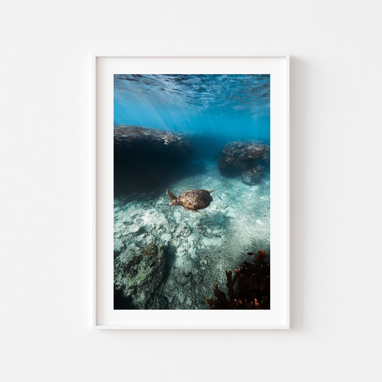 Great Barrier Reef cruising underwater - framed marine life wall art in white frame