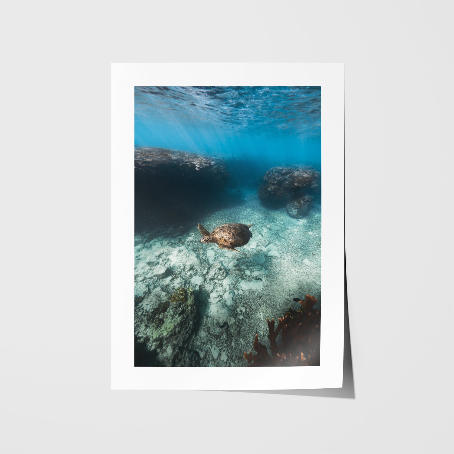 Great Barrier Reef underwater marine life in white frame - coastal photography wall art