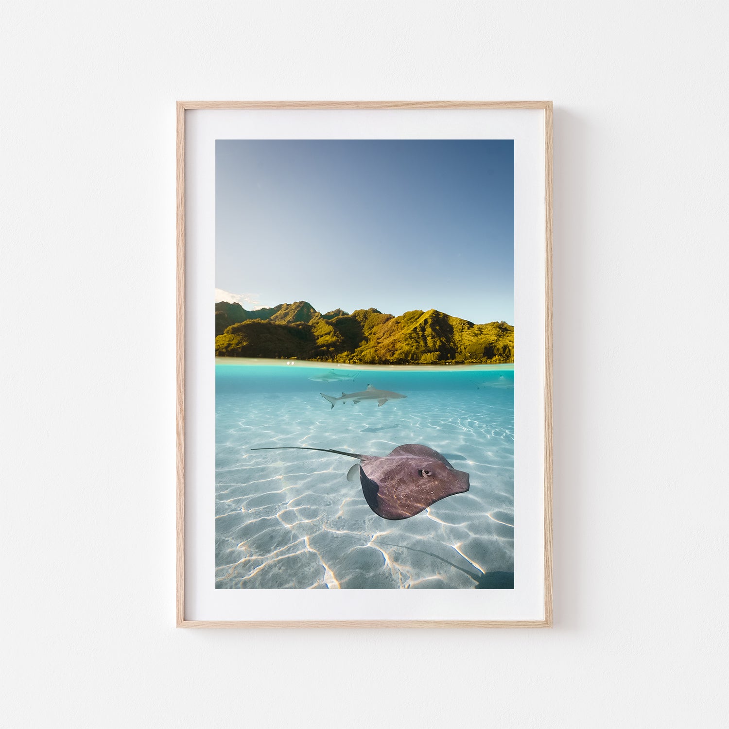 Swimming shark rays split-panel photograph in oak frame - coastal marine life wall art