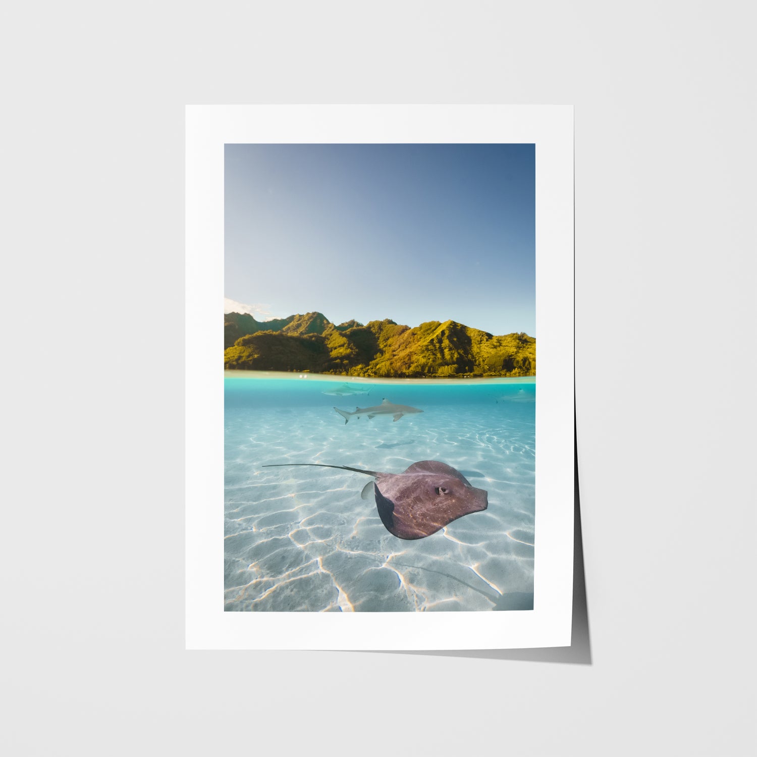 Swimming shark rays split underwater photograph - coastal wall decor for modern homes