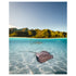 Swimming shark rays split view underwater photograph - coastal marine life wall art
