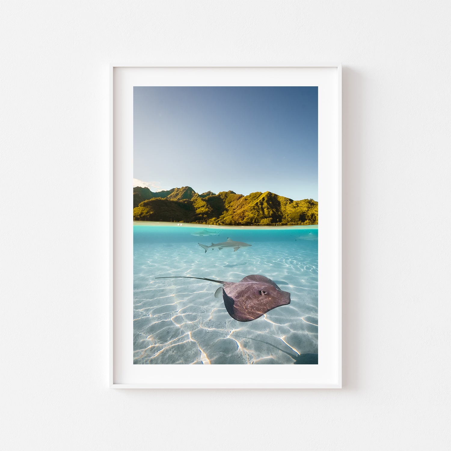 Swimming shark rays in split view - framed underwater wall art for coastal homes