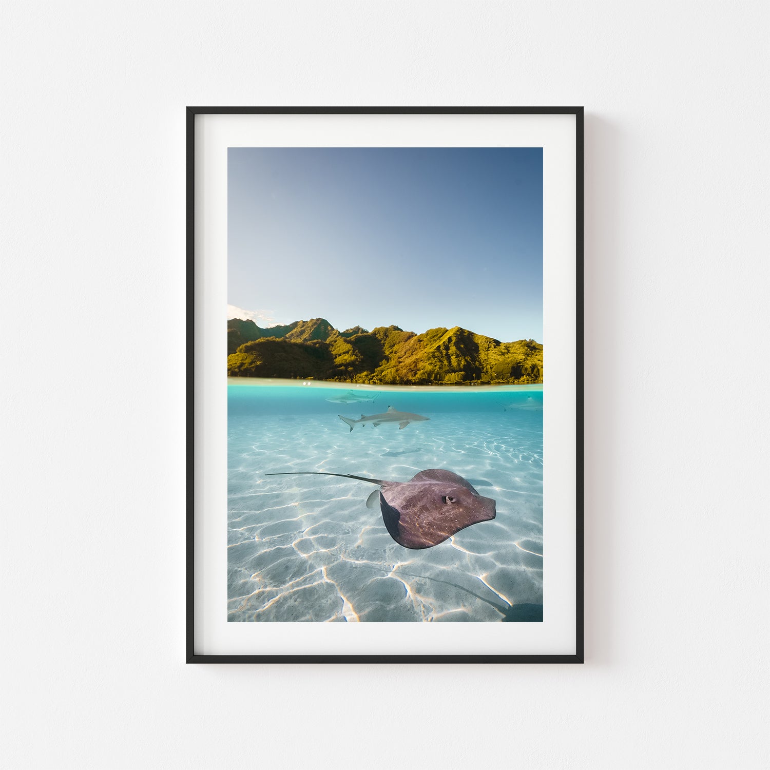 Split view of swimming shark rays in black frame - marine life coastal wall art