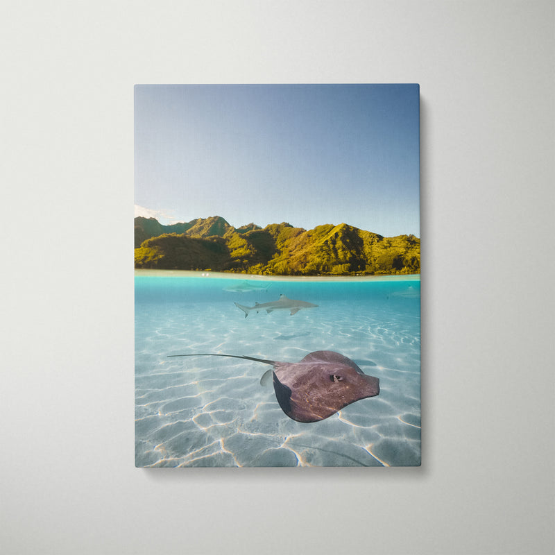 Shark Rays Split Art Print