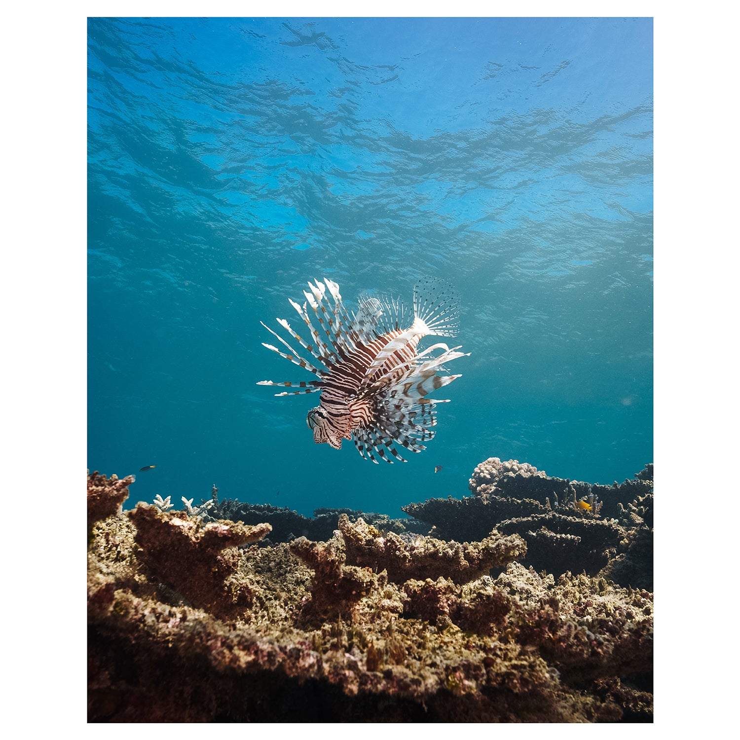 Striped oceanic pattern in neutral tones - abstract coastal wall art print, unframed