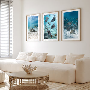 Rapid Bay aquarium seascape unframed print - coastal marine life wall art