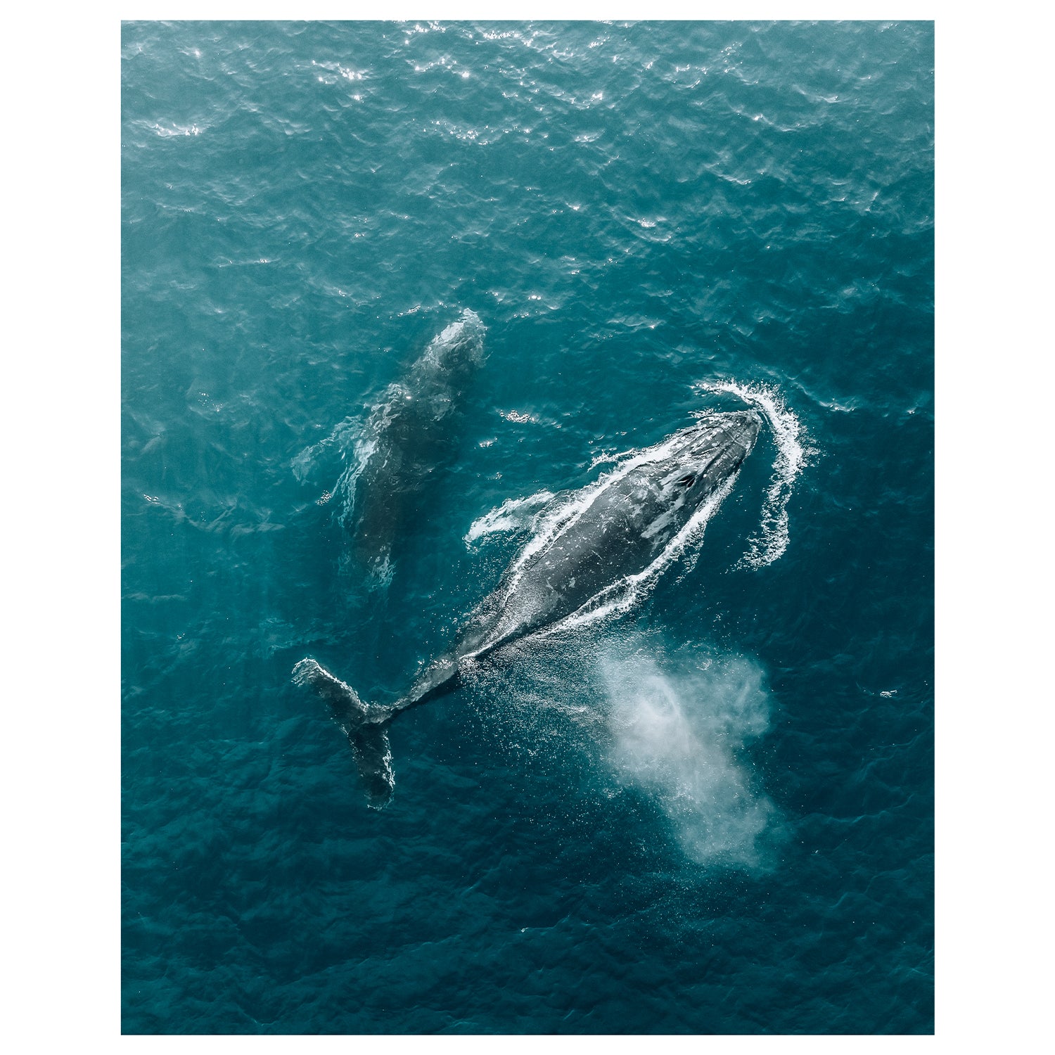 Swimming whales breaching waves unframed art print - coastal wall art for modern homes