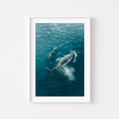 Whales About Art Print