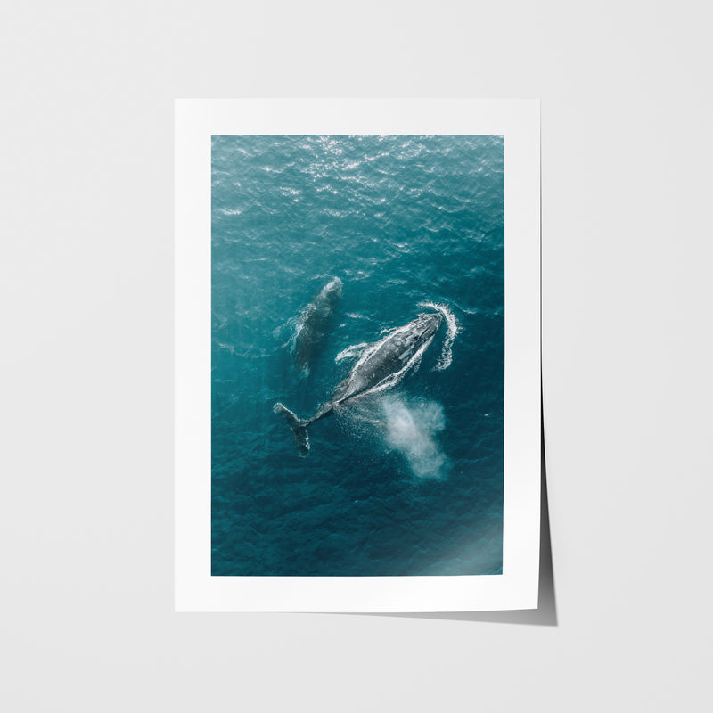 Whales swimming off Bondi coastline in white frame - marine life wall art for coastal