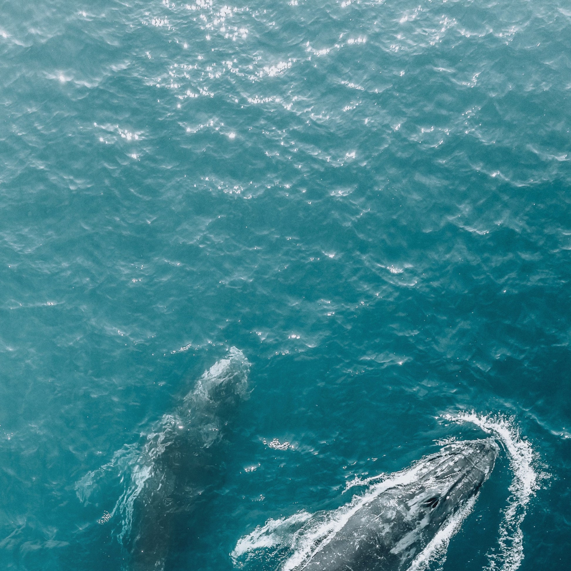 Whales About Art Print