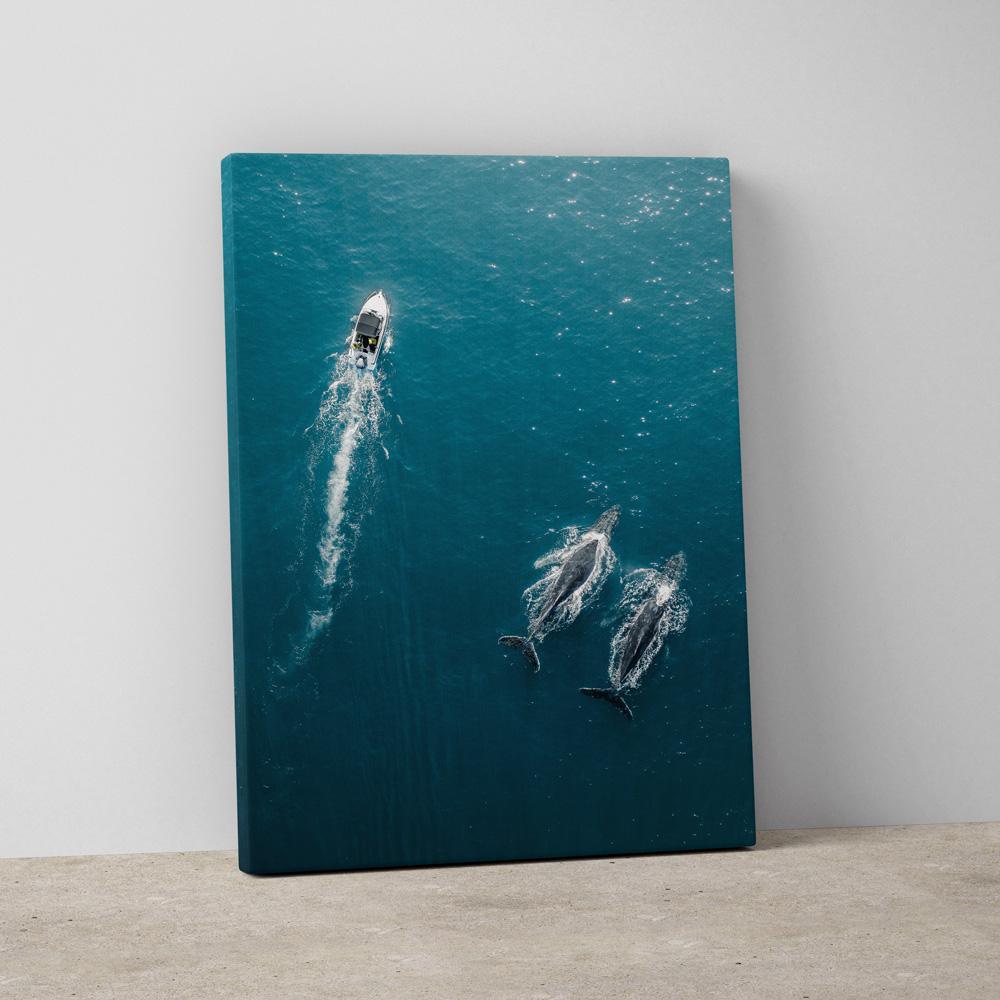 Ocean Companions - Through Our Lens