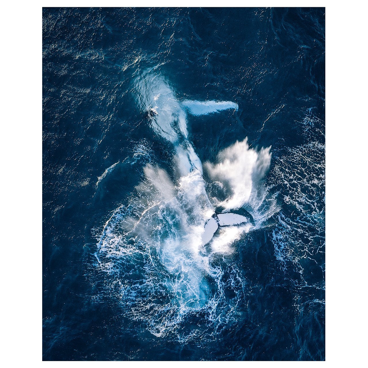 The Tail Flap - Through Our Lens